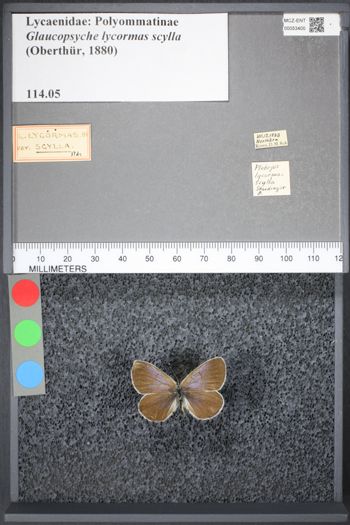Media type: image;   Entomology 53400